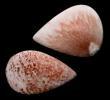 Aesthetic Mesolite Cabochons from India